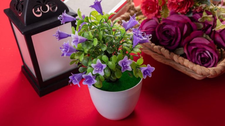 Marriage Bureau Sujawal